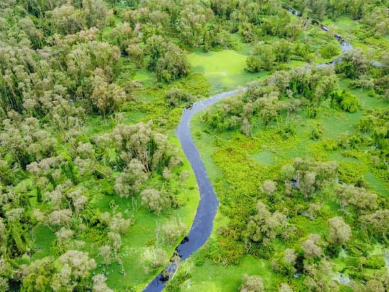 Vẻ đẹp của rừng tràm nhìn từ trên cao