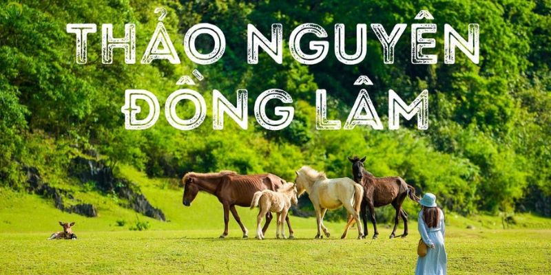 Vẻ đẹp say đắm lòng người của thảo nguyên Đồng Lâm