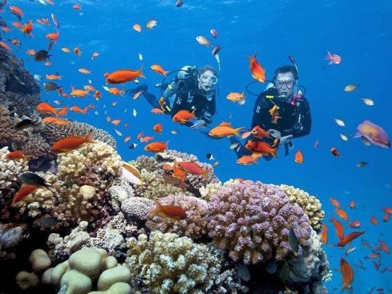 Hệ sinh thái động thực vật đa dạng