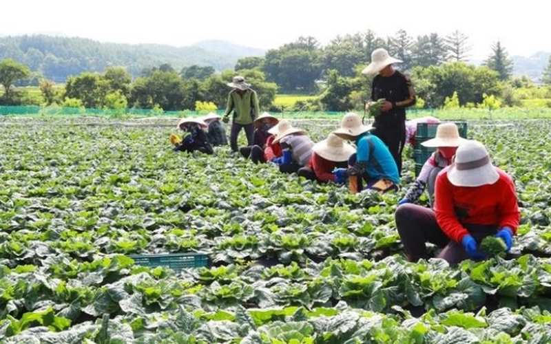 Các ngành nghề lao động thời vụ với visa C4 Hàn Quốc