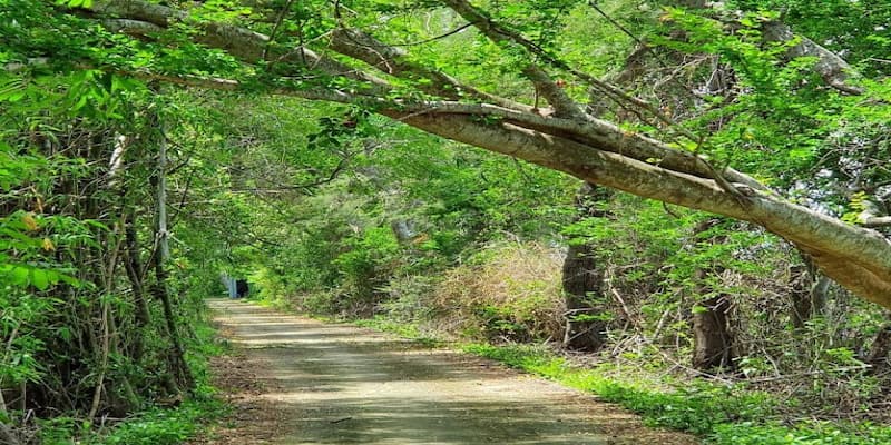 Trải nghiệm chèo xuồng và thuyền khi tham quan vườn chim Bạc Liêu