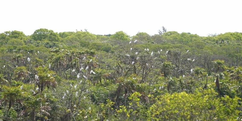 Cảnh chim đậu tại các nhánh cây cao vút vô cùng đẹp