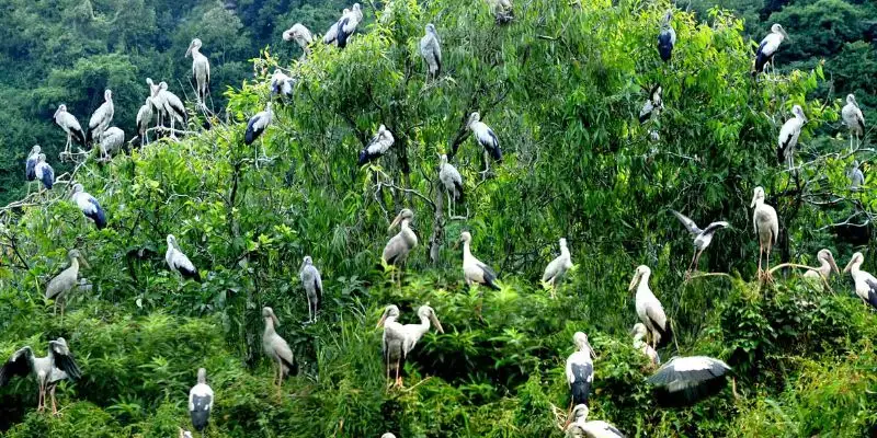 Vườn Chim - Nơi tụ họp các loài chim quý hiếm