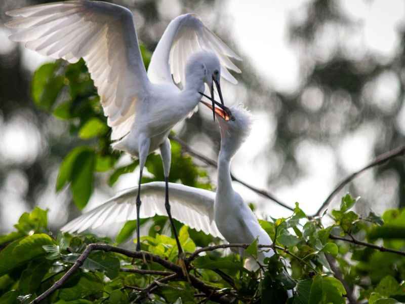 Cách chăm sóc các loại cò trong khu vườn