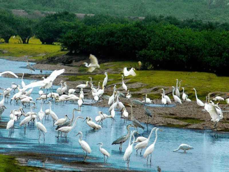 Ngắm nhìn các loại cò kiếm ăn theo đàn