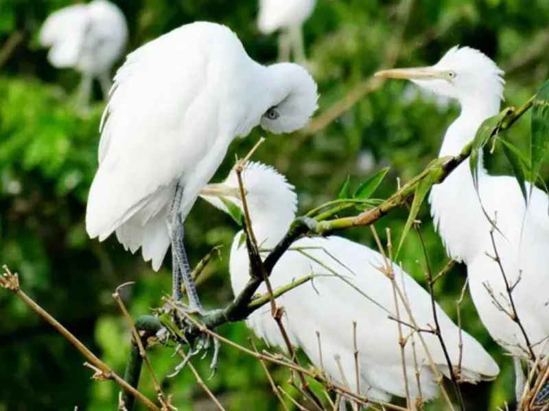 Đường đi tới Vườn cò Bằng Lăng dễ dàng