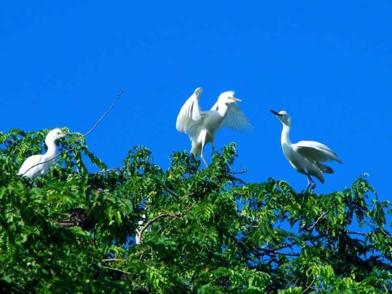 Giá vé thăm quan vườn chim Bằng Lăng