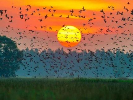 Vườn Cò Bằng Lăng - Du Lịch Mộc Mạc Của Miền Tây Sông Nước