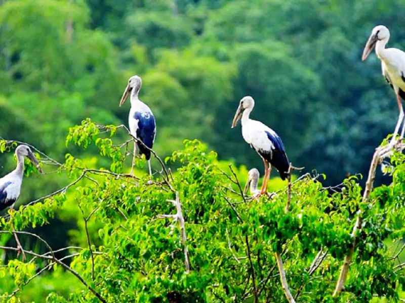 Vườn cò Bằng Lăng thơ mộng