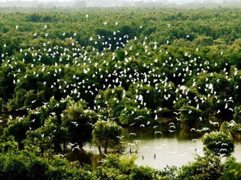 Thời điểm nên tham quan vườn cò tại Cần Thơ