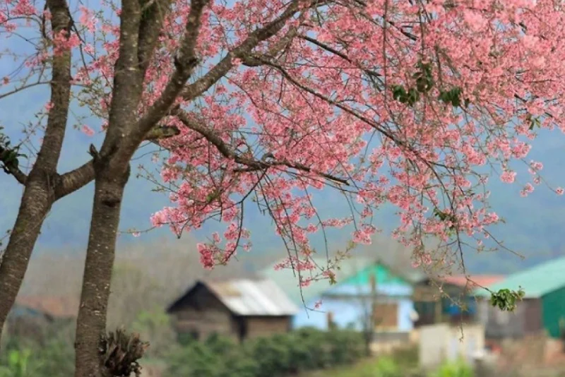 Vườn Đào rực rỡ sắc màu