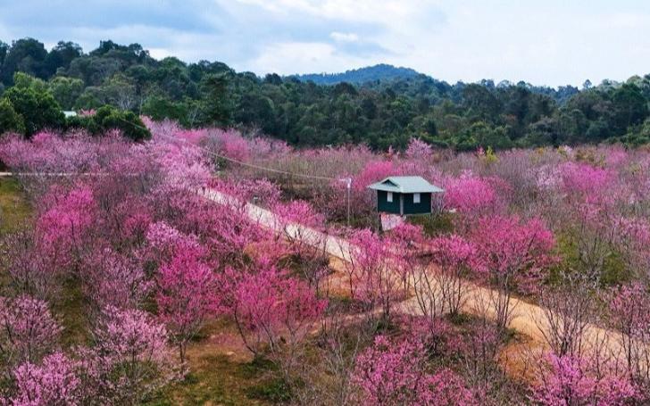 Vườn hoa anh đào Mường Phăng Điện Biên