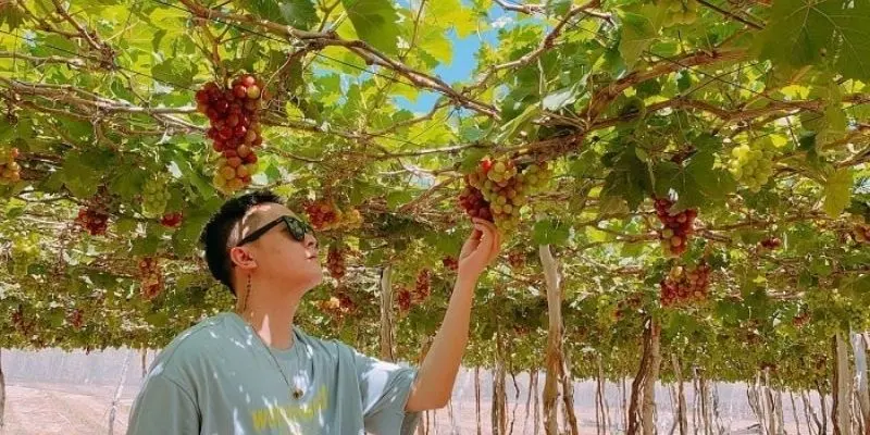 Vườn nho Ba Mọi rộng rãi, thuận tiện di chuyển và hoàn toàn miễn phí tham quan
