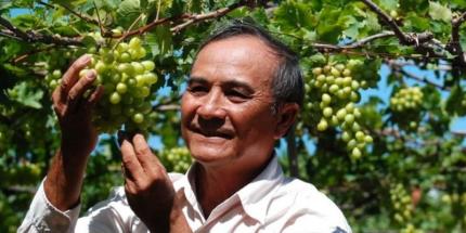 Vườn Nho Ba Mọi Ninh Thuận: Khám Phá Kinh Nghiệm Thăm Quan