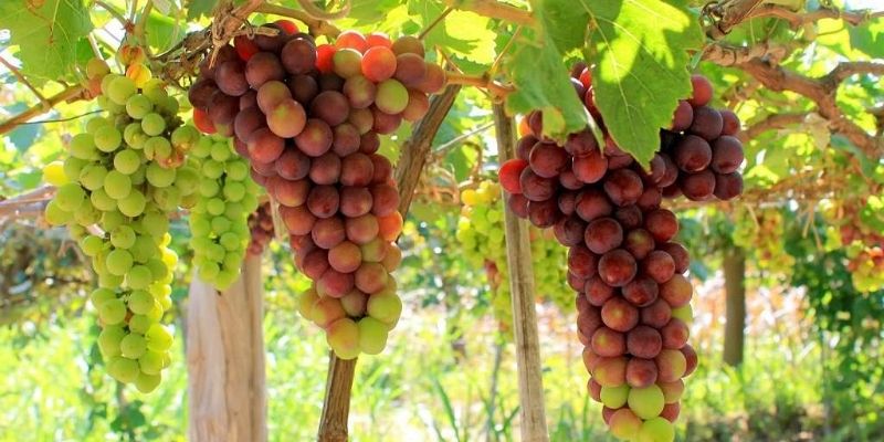 Vườn nho Ba Mọi xanh mướt với những giàn nho trĩu quả