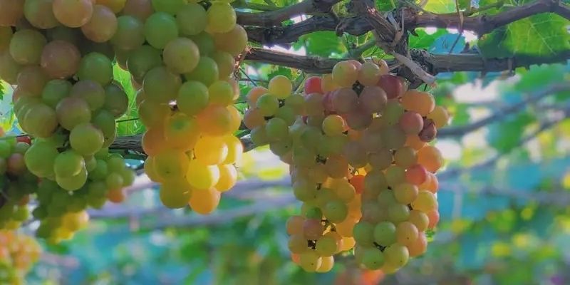 Khu hầm ủ rượu nho tại vườn, nơi du khách tìm hiểu quy trình sản xuất rượu vang