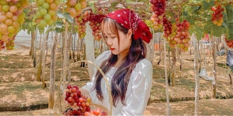 Dạo bước dưới giàn nho xanh mát và chụp những bức ảnh kỷ niệm tuyệt đẹp