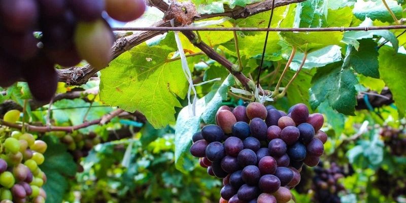 Thưởng thức nho tươi và các sản phẩm đặc trưng như siro, mứt, rượu nho,...