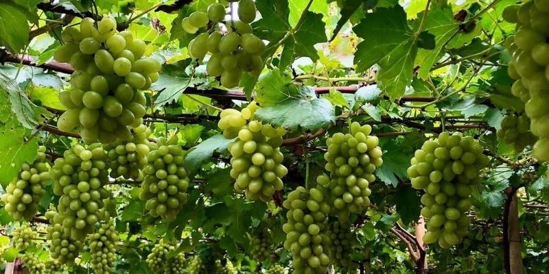 Những chùm nho cuối năm với vị chua nhẹ pha ngọt