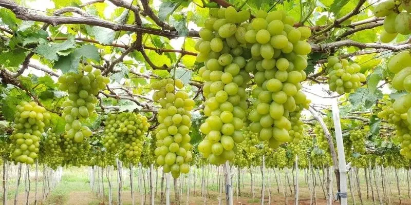 Chùm nho mọng nước, ngọt đậm được nhiều du khách yêu thích