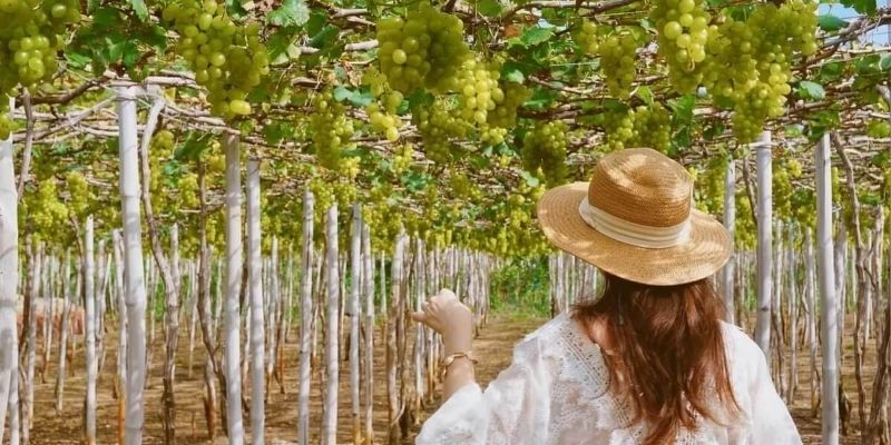 Những chùm nho tươi ngọt tại vụ xuân hè