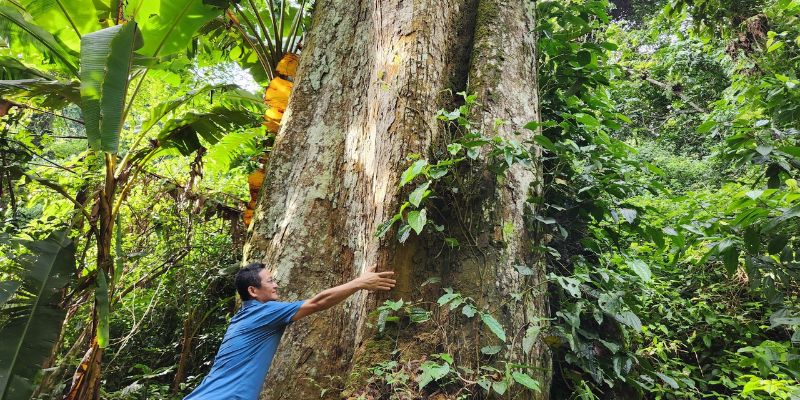 Chiêm ngưỡng sự hùng vĩ của cây Chò