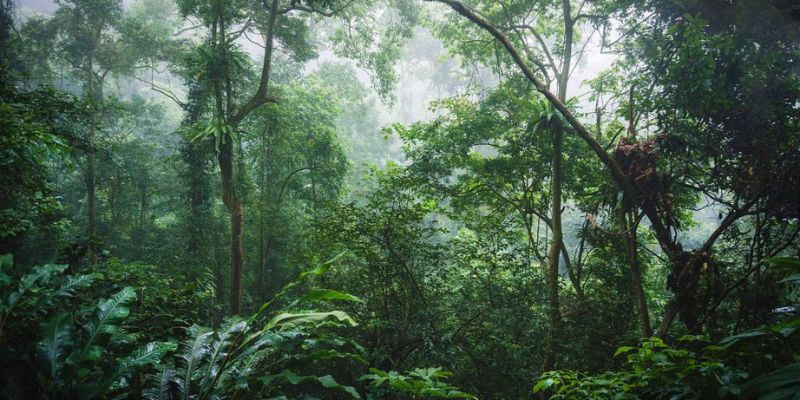 Chia sẻ nội dung tóm tắt về vườn quốc gia Cúc Phương