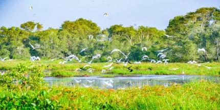 Vườn Quốc Gia Tràm Chim - Cảnh Đẹp Dân Dã Miền Tây Sông Nước