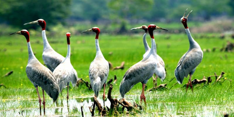 Ngắm nhìn động vật quý hiếm chỉ có trong sách đỏ