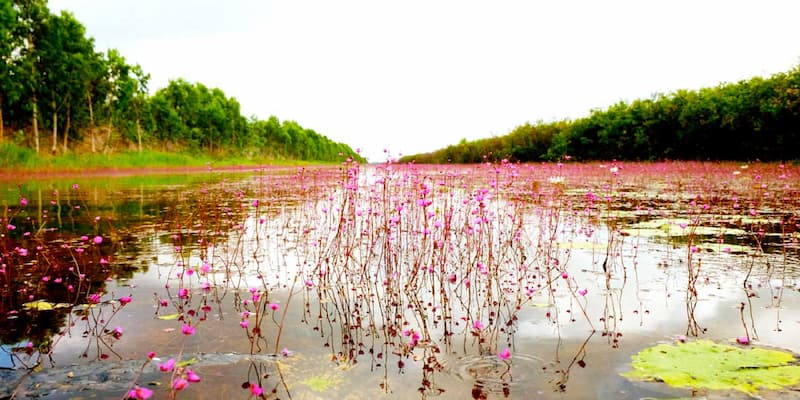 Thưởng lãm cảnh đẹp khi mùa hoa Hoàng đầu ấn tới