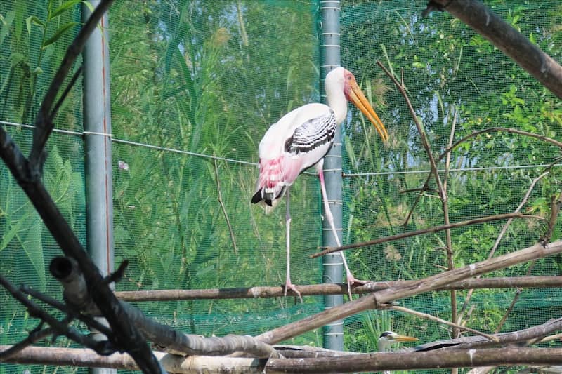 Đến VQG U Minh Thượng chiêm ngưỡng các loài động thực vật quý hiếm