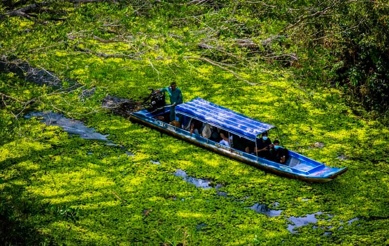 Du khách nên tham quan U Minh Thượng từ tháng 8 tới 11