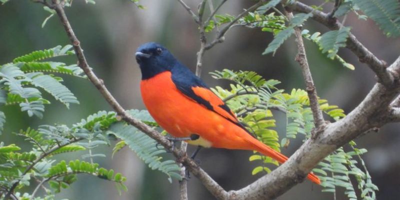 Đây là nơi ở của rất nhiều loại động thực vật khác nhau