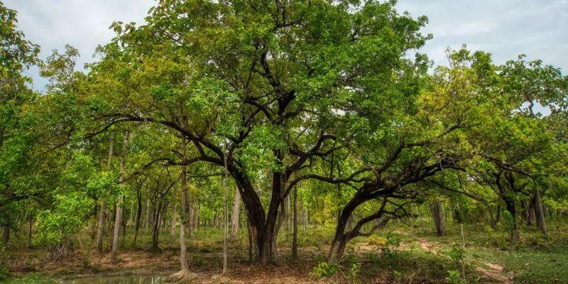 Quá trình hình thành và phát triển của vườn quốc gia