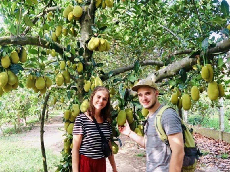 Vườn trái cây trĩu quả khiến du khách say sưa